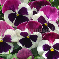 Виола крупноцветковая Селло Вайт виз Роуз Винг (1уп-100шт) профессиональные семена