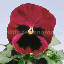Виола крупноцветковая Селло Роуз виз Блотч (1уп-100шт) профессиональные семена