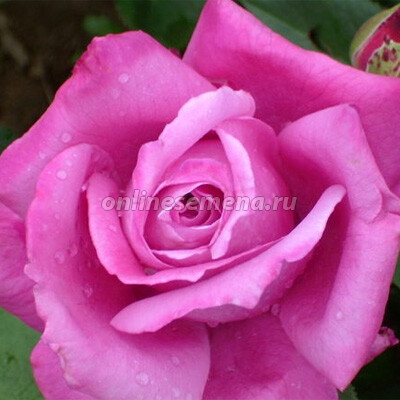 Роза чайно-гибридная Виолетта