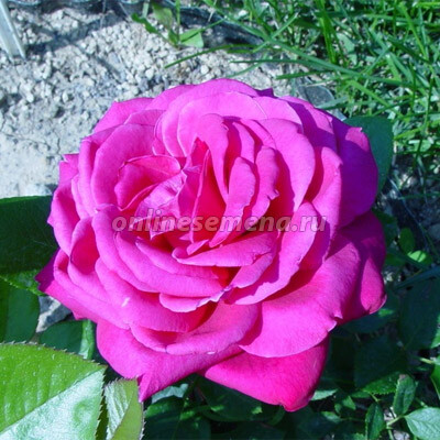 Роза чайно-гибридная Дуфтраш 
