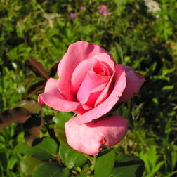 Роза чайно-гибридная Карина 