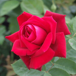 Роза плетистая Клайминг Крайслер Империал (С3,5л) (темно-красный)