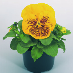 Виола крупноцветковая Кетс Еллоу (1уп-100шт) профессиональные семена