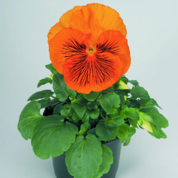 Виола крупноцветковая Кетс Оранж (1уп-100шт) профессиональные семена