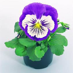 Виола крупноцветковая Кетс Парпл энд Вайт (1уп-100шт) профессиональные семена