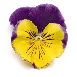 Виола крупноцветковая Матрикс Морфеус (1уп-100шт) профессиональные семена