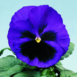 Виола крупноцветковая Селло Блю виз Блотч (1уп-100шт) профессиональные семена