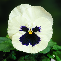 Виола крупноцветковая Селло Вайт виз Блотч (1уп-100шт) профессиональные семена