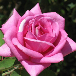Роза чайно-гибридная Эминенс 