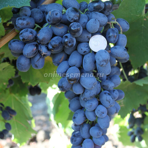 Виноград плодовый Аттика (бессемянный)