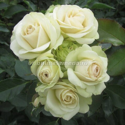 Роза Мейян флорибунда Лавли Грин (C3,5) (белый с салатовым оттенком)