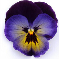Виола крупноцветковая Матрикс Миднайт Глоу (1уп-100шт) профессиональные семена