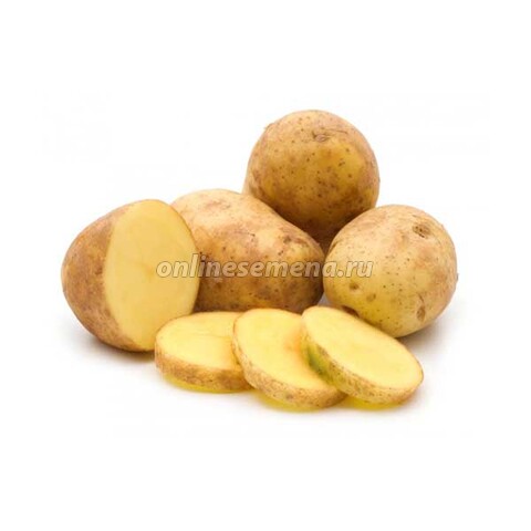 Картофель семенной Гала (1 репрод) (3кг)