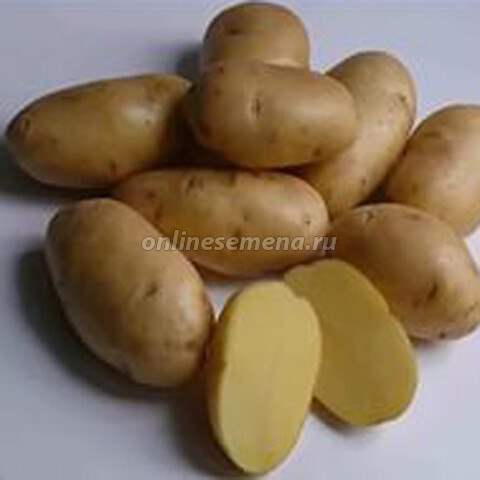 Картофель семенной Импала (элита) (3кг)