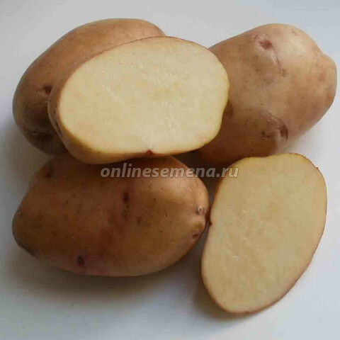 Картофель семенной Крепыш (элита) (3кг)
