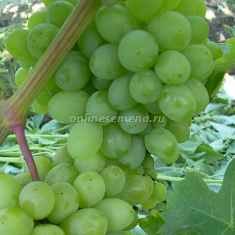 Виноград плодовый Гарольд