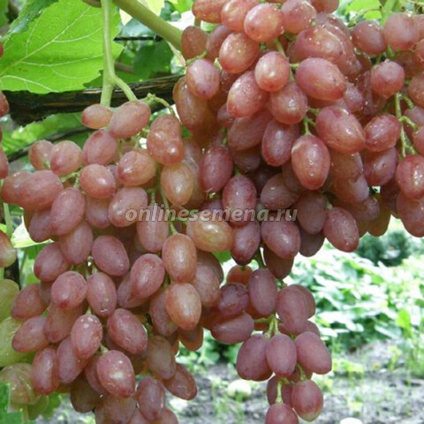 Виноград плодовый Кишмиш лучистый