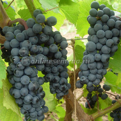 Виноград плодовый Левокумский