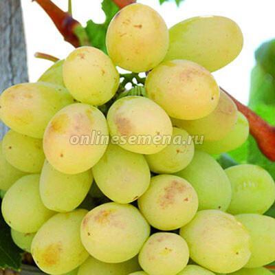 Виноград плодовый Лора