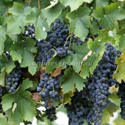 Виноград плодовый Цимлянский черный