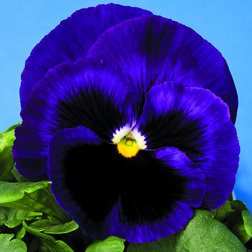 Виола крупноцветковая Дельта Блю виз Блотч (1уп-1000шт) профессиональные семена