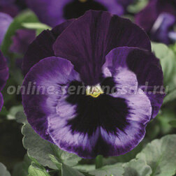 Виола крупноцветковая Дельта Неон Виолет (1уп-1000шт) профессиональные семена