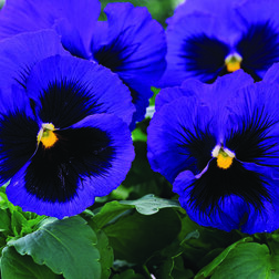 Виола крупноцветковая Маммот Блу-ти-фул (1уп-1000шт) профессиональные семена