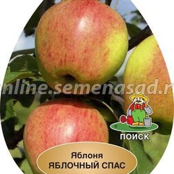 Яблоня Яблочный спас (подвой 54-118, полукарликовый) (в сетке)