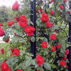 Роза плетистая Дон Жуан (С3,5л)