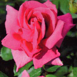Роза плетистая Клайминг Критерион (С3,5л)