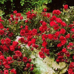 Роза почвопокровная Ред Фейри (С3,5л)