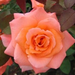 Роза чайно-гибридная Амбасадор (С3,5л.)