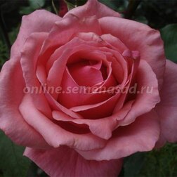 Роза чайно-гибридная Бель Анж (С3,5л.)