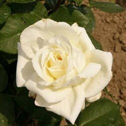 Роза чайно-гибридная Вайт Викенд (С3,5л)
