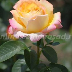 Роза чайно-гибридная Глория Дей (Пис) (С3,5л)