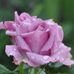 Роза чайно-гибридная Леди Икс (С3,5л)