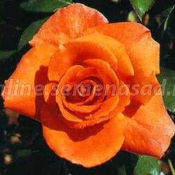 Роза чайно-гибридная Моника (С3,5л)