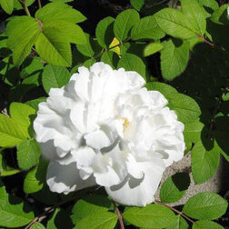 Роза канадская парковая Луиза Багнет (С3,5л.)