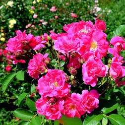 Роза канадская парковая Модэн Сентенниал (С3,5л)