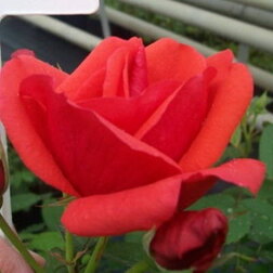 Роза канадская парковая Модэн Файрглоу (С3,5л)