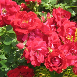 Роза канадская парковая Чамплейн (С3,5л)
