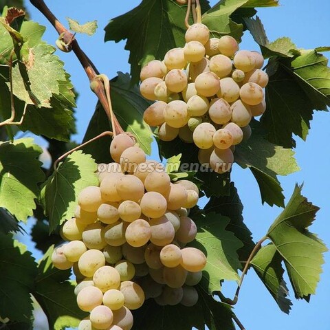 Виноград плодовый Бианка (С3)