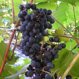 Виноград плодовый Голубок (С2-3л.)