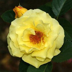 Роза парковая Лихткёниген Лючия (С3,5)