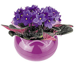 Горшок для фиалок Аленький цветочек фиолетовый перламутр