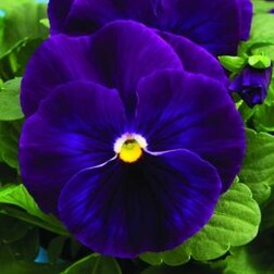 Виола крупноцветковая Дельта Пьюр Виолет (1уп-100шт) профессиональные семена