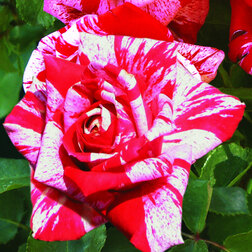 Роза чайно-гибридная Имэджин (С3,5л)