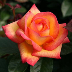 Роза флорибунда Шейлас Парфюм (С3,5л)