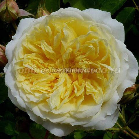 Роза английская Пилгрим (C3,5) (нежно-желтый)