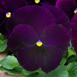 Виола крупноцветковая Матрикс Парпл (1уп-100шт) профессиональные семена